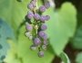 Vitis giradiana image