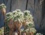 Washingtonia filifera image