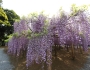 Wisteria floribunda image