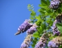 Wisteria frutescens image