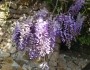 Wisteria sinensis image