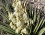 Yucca baccata image