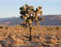 Yucca brevifolia image