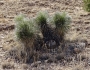 Yucca elata image