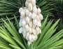 Yucca filamentosa image