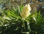 Yucca gigantea image