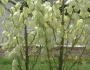 Yucca gloriosa image