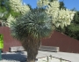 Yucca rostrata image