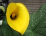 Zantedeschia pentlandii image