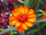 Zinnia angustifolia image