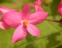 Antigonon leptopus image