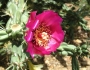 Cylindropuntia imbricata image