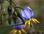 Dianella tasmanica image