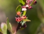 Dodonaea viscosa image