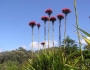 Doryanthes excelsa image