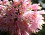 Haemanthus humilis image