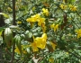 Jasminum mesnyi image