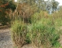 Miscanthus sinensis image