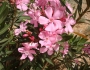 Nerium oleander image