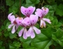 Pelargonium peltatum image