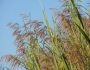 Phragmites australis image