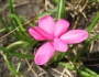 Rhodohypoxis baurii image