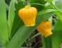 Sandersonia aurantiaca image