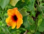 Thunbergia alata image