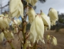 Yucca aloifolia image