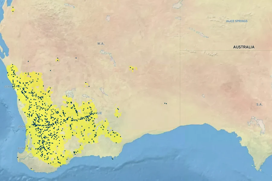 Acacia acuminata Native Range