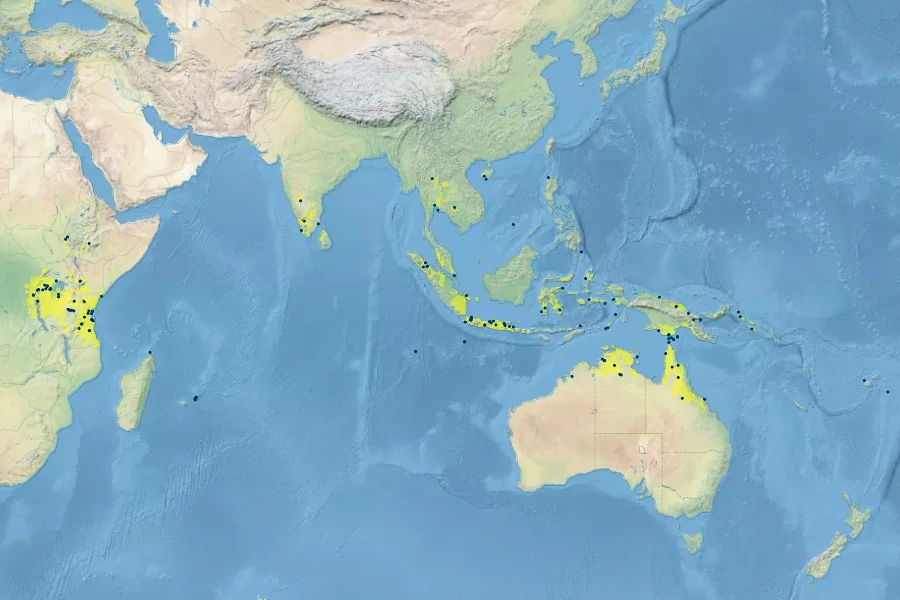 Acalypha lanceolata Native Range