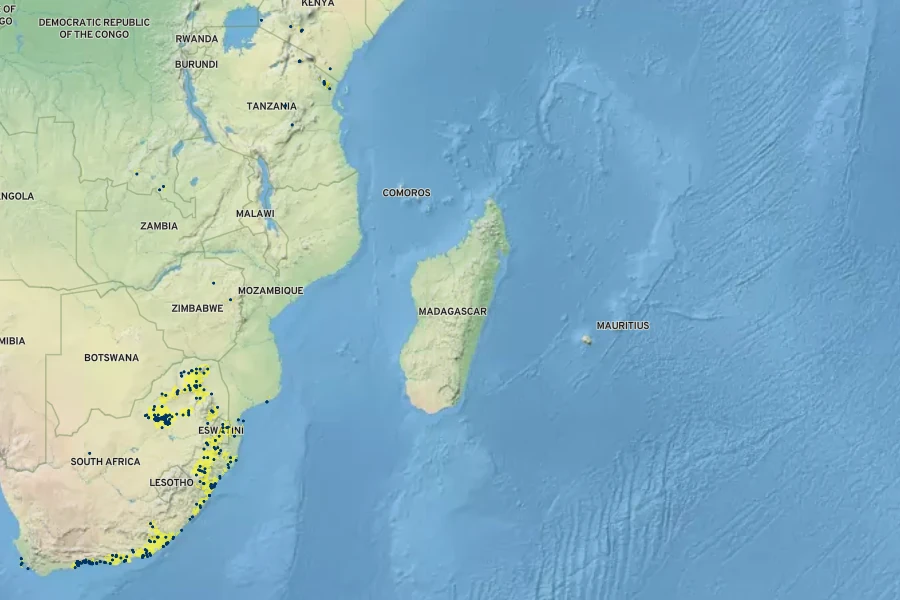 Acokanthera oppositifolia Native Range