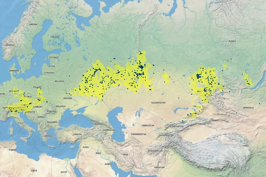 Adenophora liliifolia Native Range