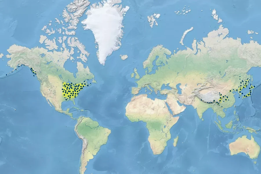 Adiantum pedatum Native Range
