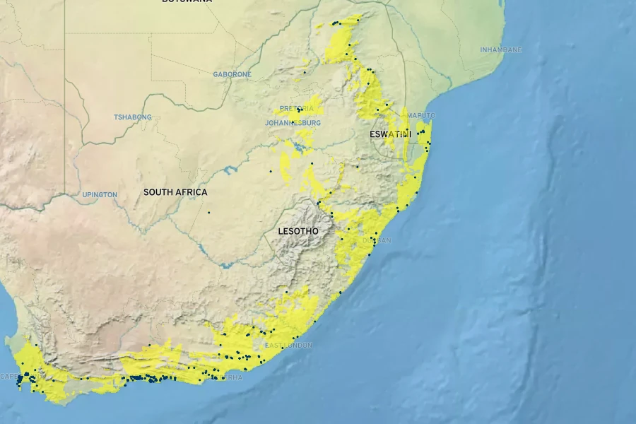 Afrocarpus falcatus Native Range