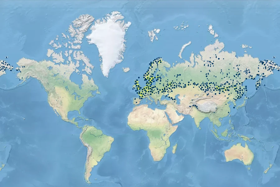Agrostis vinealis Native Range