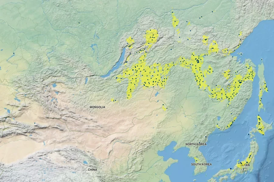 Allium maximowiczii Native Range