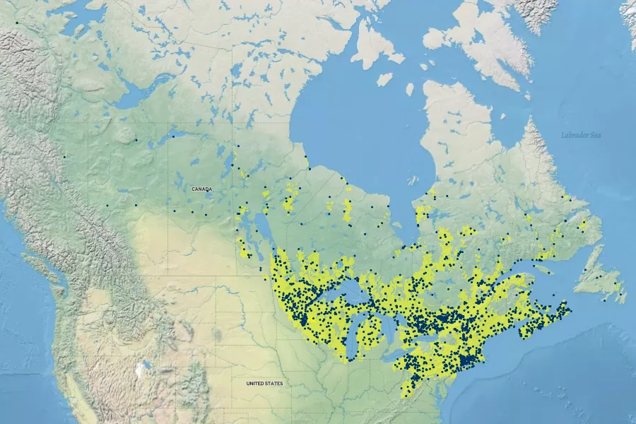 Alnus incana subsp. rugosa Native Range