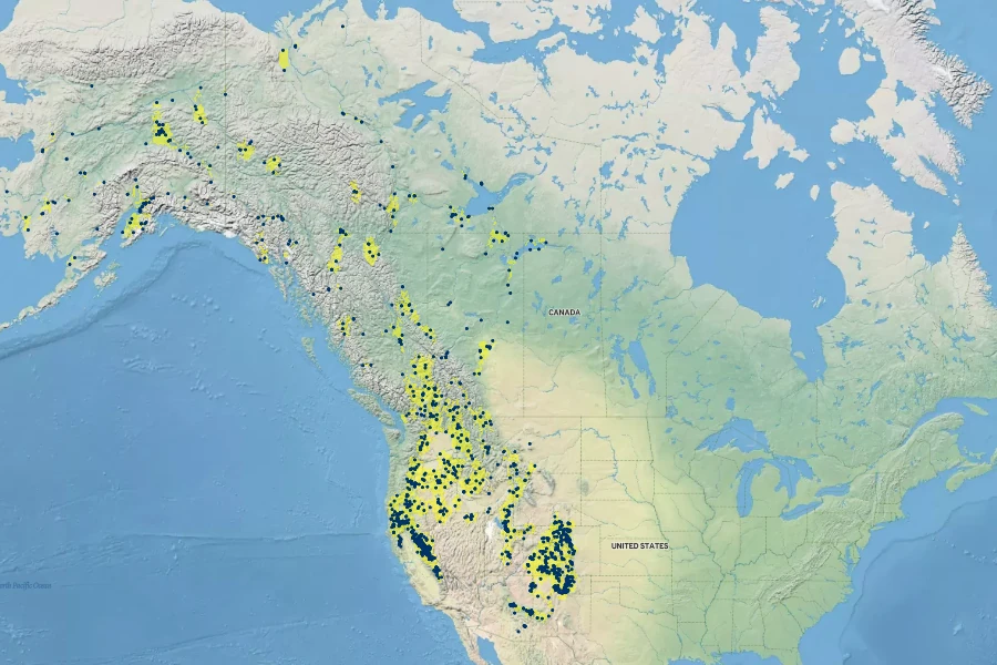 Alnus incana subsp. tenuifolia Native Range