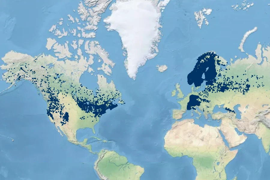 Alnus incana Native Range