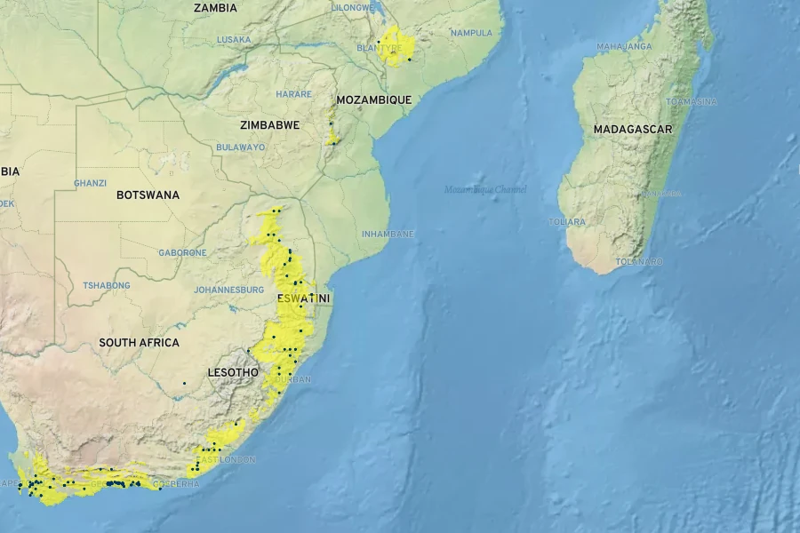 Alsophila capensis Native Range