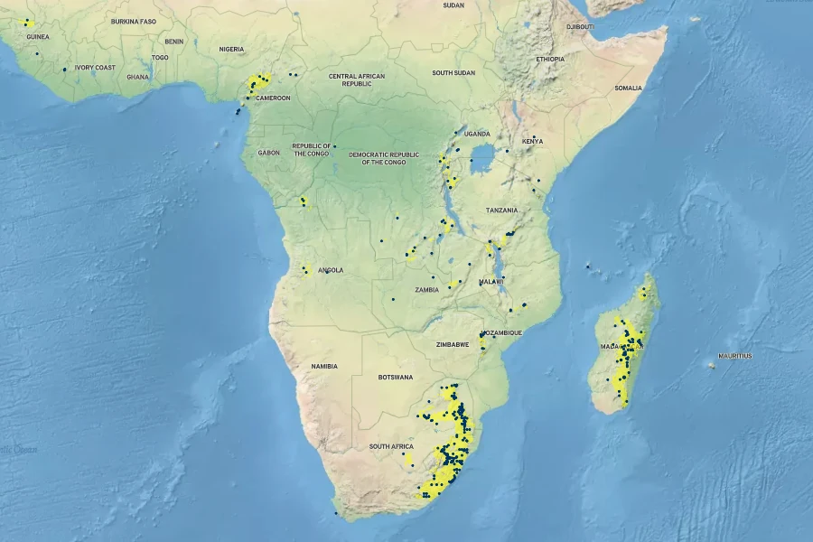 Alsophila dregei Native Range