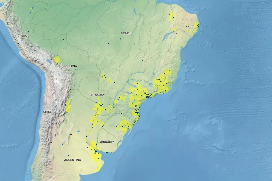 Amaranthus blitum Native Range