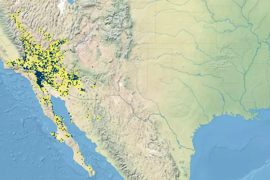 Ambrosia salsola Native Range