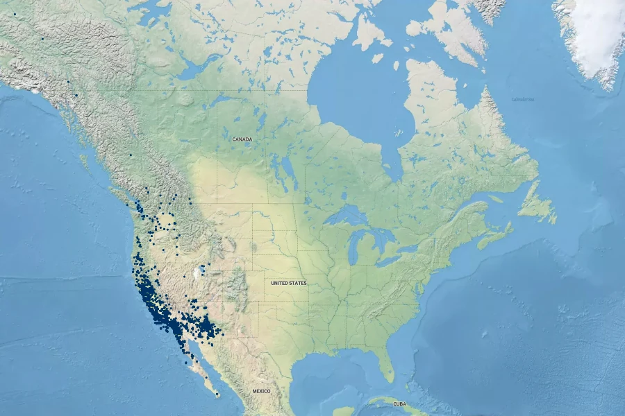Amsinckia intermedia Native Range