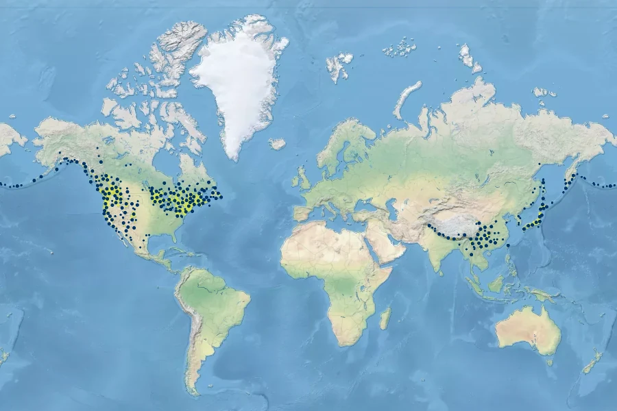 Anaphalis margaritacea Native Range
