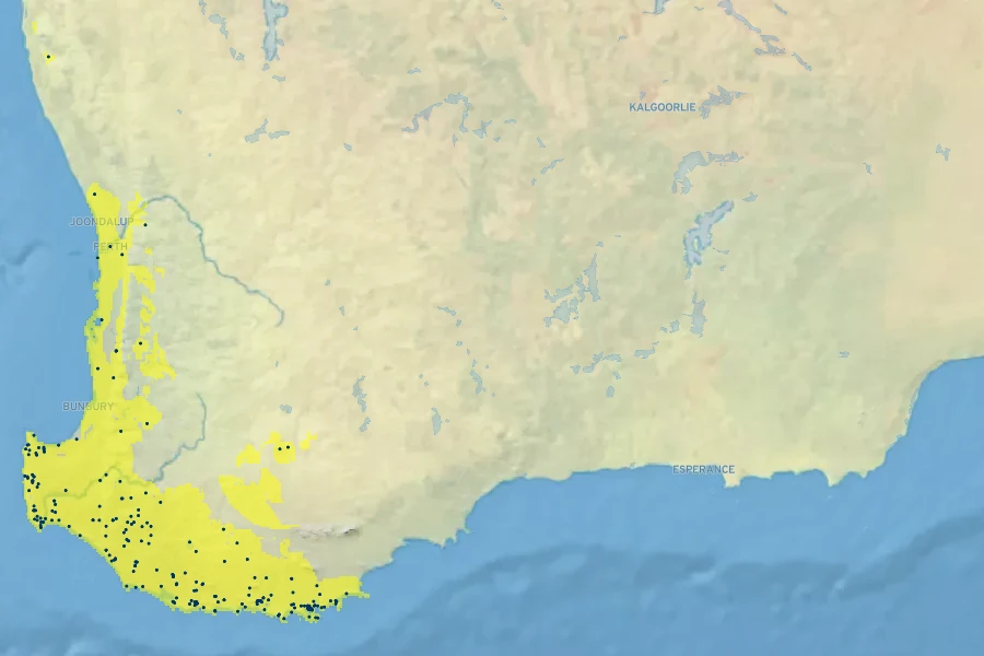 Anigozanthos flavidus Native Range