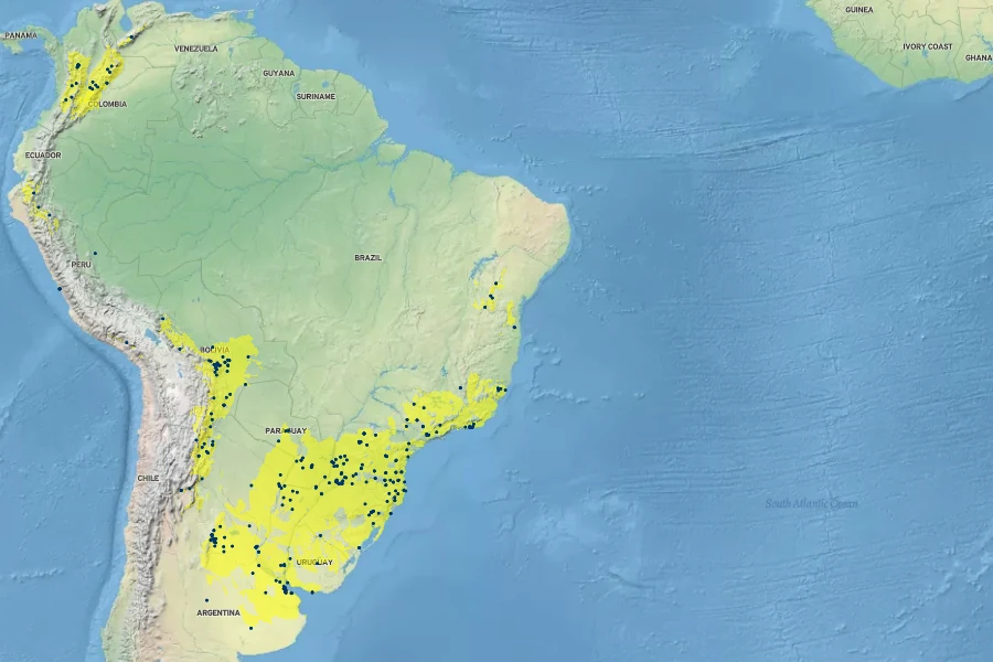 Anredera cordifolia Native Range