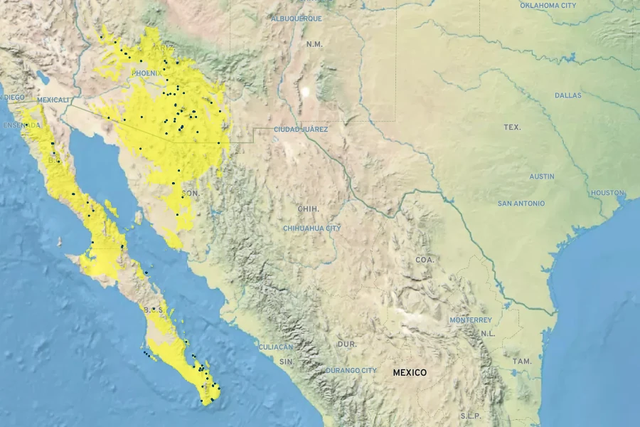 Aristida glabrata Native Range