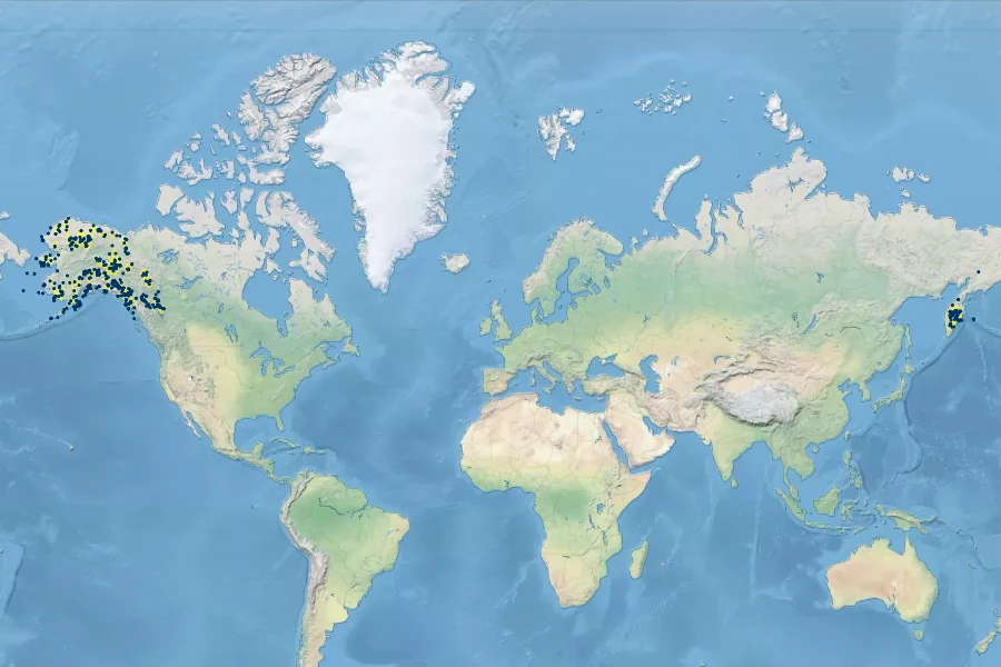 Arnica lessingii Native Range